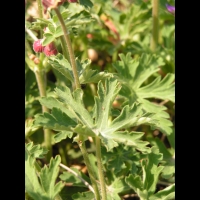 Geranium a long rhizome - Geranium Macrorrhizum (fam. Geraniacees) (Alpes occidentales) (2)